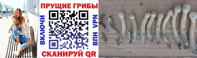 Галлюциногенные грибы мицелий  Новохопёрск 